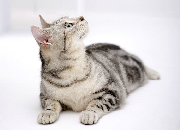 猫奴必知的冬季饲养宝典