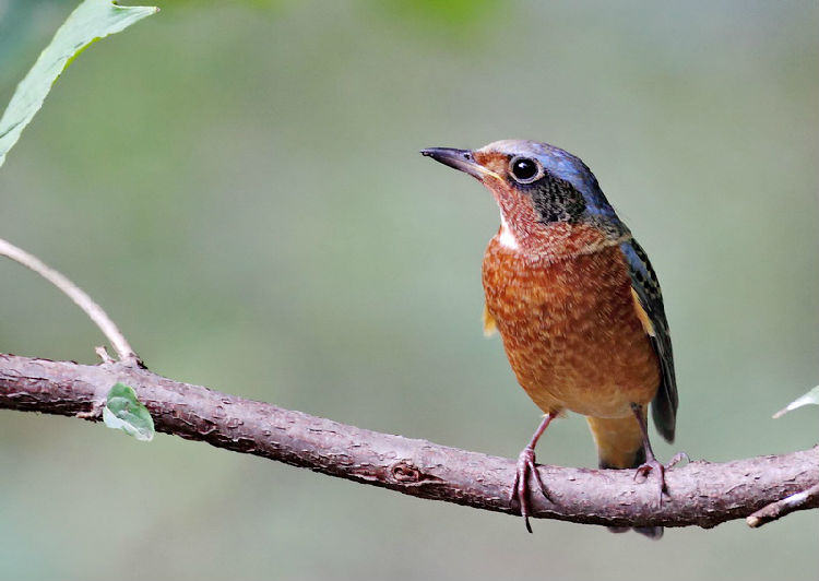 白喉矶鸫的外形特点