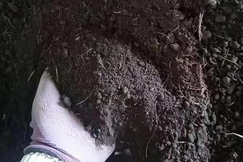 土里掺点它，3年不用换盆，花照样年年开！