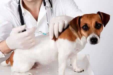 幼犬打疫苗多少钱？幼犬打疫苗注意事项