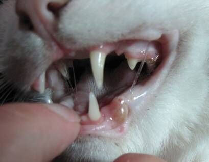 猫杯状病毒的诊断与治疗