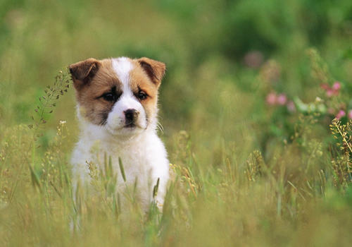 狗狗身体不佳的表现有哪些