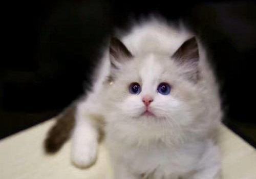 养布偶猫一个月的花费？养一只布偶猫的感觉
