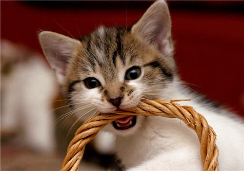 猫咪绝育手术后要用催醒针吗？