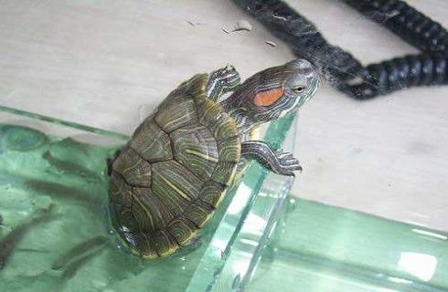 小乌龟睁不开眼眼睛怎么办？