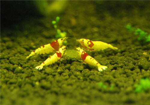 水晶虾幼虾怎么养?要注意什么?