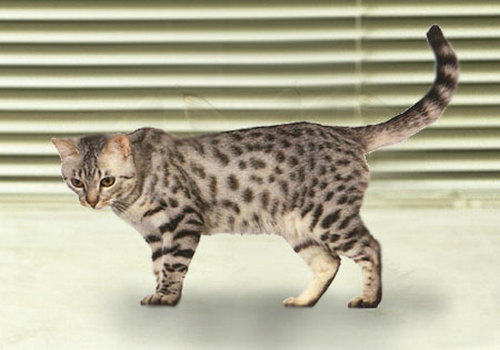 猫咪外伤的紧急处理