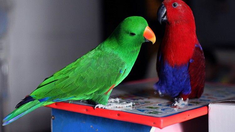 折衷鹦鹉的品种介绍