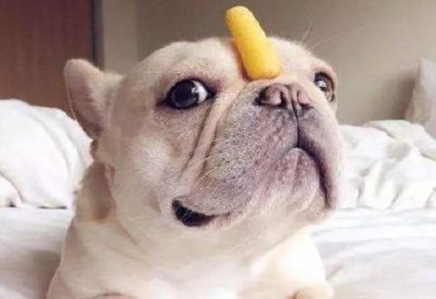 幼犬怎么喂养幼犬喂养五大技巧