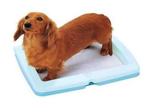 狗狗孕期需要补钙吗？