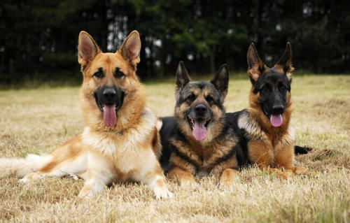 弓背犬性格怎么样？弓背犬的性格特点