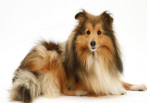 常见的长毛大型犬都有哪些品种? 常见的长毛大型犬都有哪些品种?