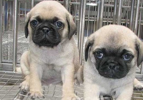 狗狗眼部常见疾病有哪些 狗狗眼部常见疾病有哪些