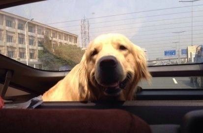 怎样让狗狗乖乖坐车,让狗狗乖乖坐车的方法有哪些? 怎样让狗狗乖乖坐车,让狗狗乖乖坐车的方法有哪些?