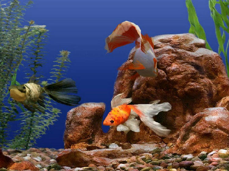 水族箱怎么进行大扫除？