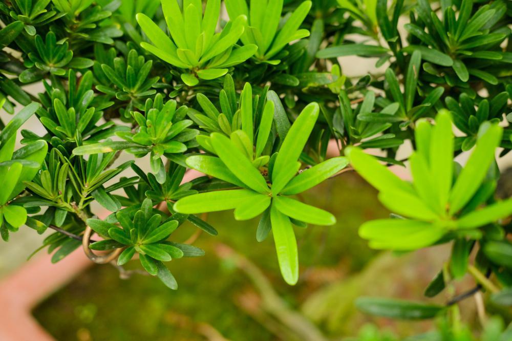 罗汉松会开花吗