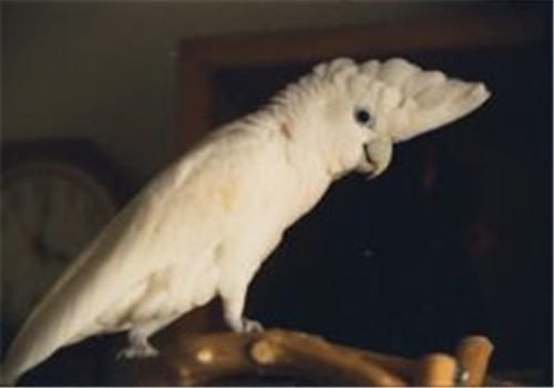 杜可波氏凤头鹦鹉的饲养环境