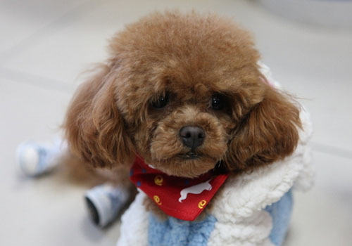 要不要给泰迪犬梳毛