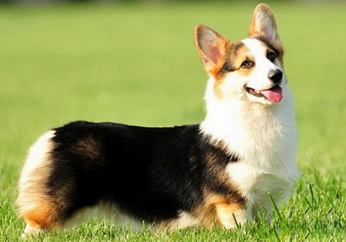 如何应对狗狗因为放纵而引起的攻击性行为 如何应对狗狗因为放纵而引起的攻击性行为