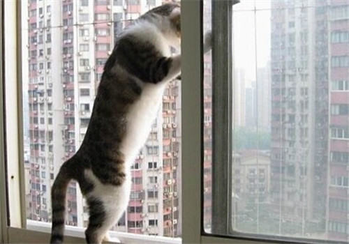 猫咪住高楼有利也有弊 猫咪住高楼有利也有弊