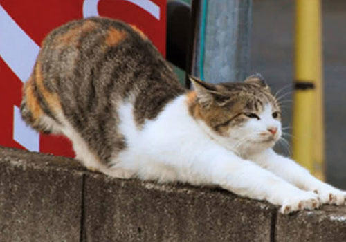 猫咪疼痛的表现（二）