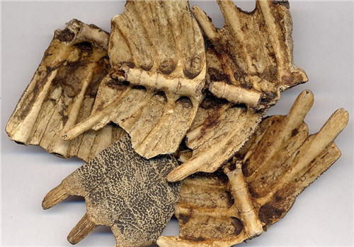 龟板的药用价值和加工方法 龟板的药用价值和加工方法