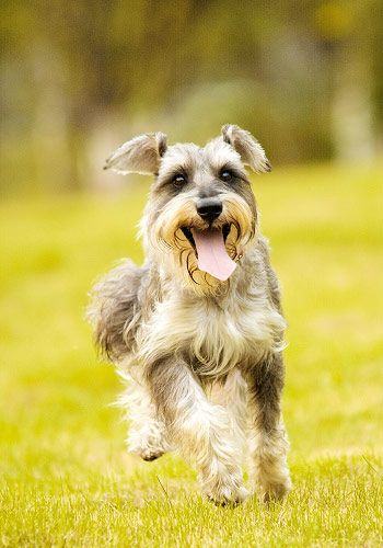 狗狗喜欢乱叫怎么办