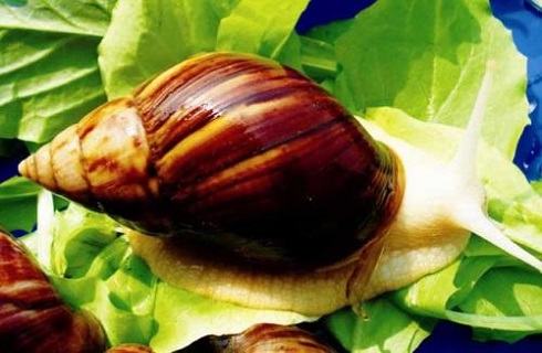白玉蜗牛怎么养？白玉蜗牛养殖