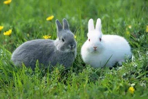怎么养兔？兔子饲养方法