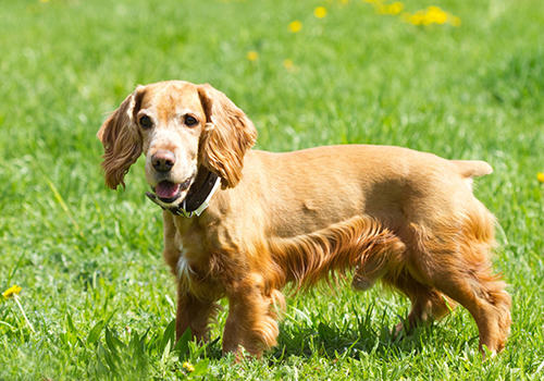 可卡犬怎么养？应该注意什么？