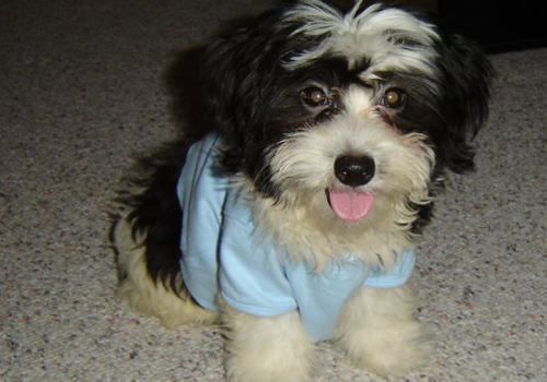 令狗狗讨厌的行为有哪些