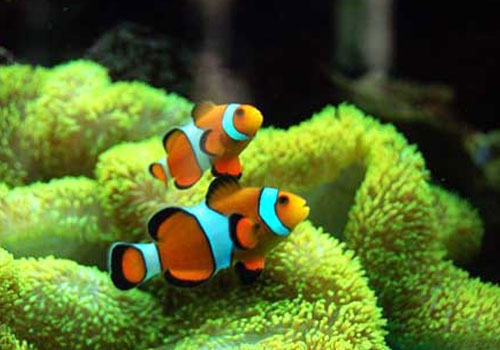 养海水鱼一定要用海水吗？