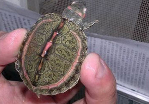 如何买到满意的宠物龟
