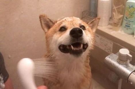 买黄色柴犬的话需要多少钱？