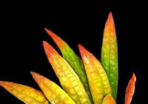 水龙骨科水草饲养方法