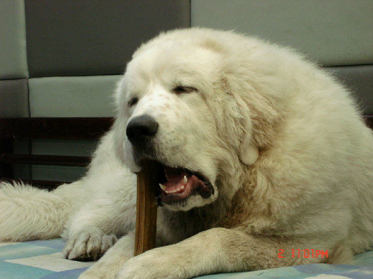 宠物犬如何科学补钙
