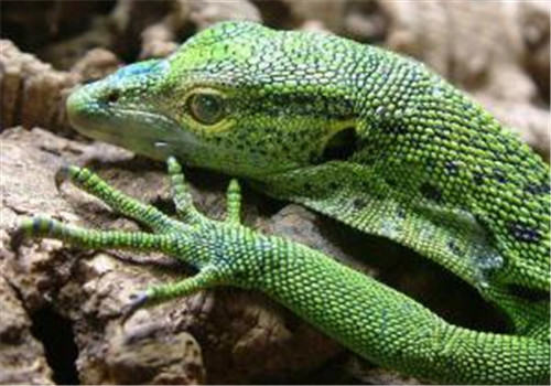 翡翠蜥的品种简介
