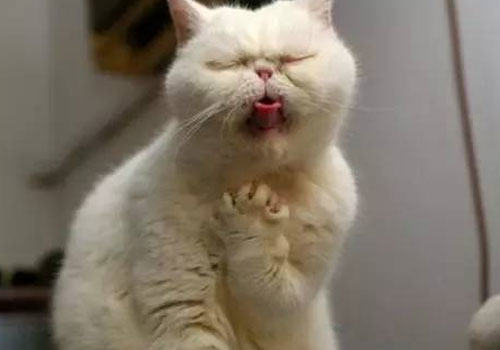 爱猫就来学猫语吧 爱猫就来学猫语吧