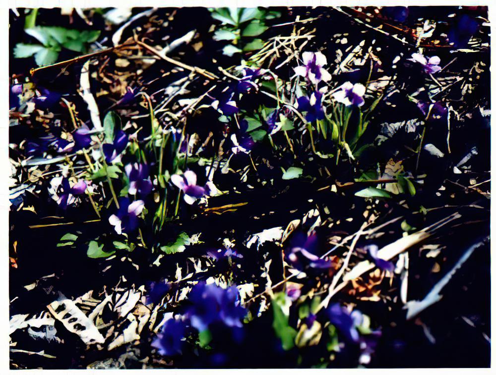 紫花地丁的养殖方法