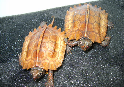 宠物龟的呼吸方法