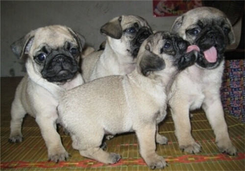 【测试】狗狗智商三种测试法