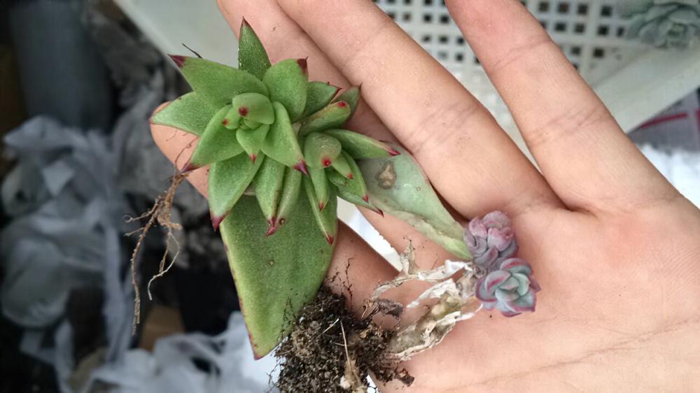 魅惑之宵（口红）Echeveria agavoides var. Corderoyi