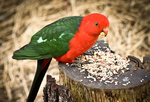观赏鸟钙磷缺乏的症状及治疗