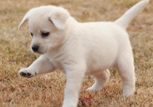 狗狗护理的常见疑问有哪些 狗狗护理的常见疑问有哪些