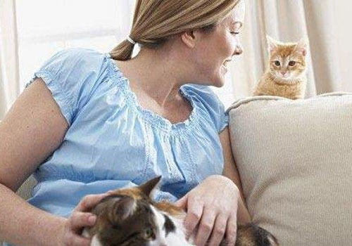 压力大?不妨试试猫咪疗法