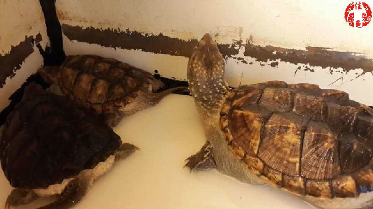 半水栖龟、海龟住院怎么护理 半水栖龟、海龟住院怎么护理