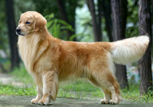 如何预防犬尿路结石