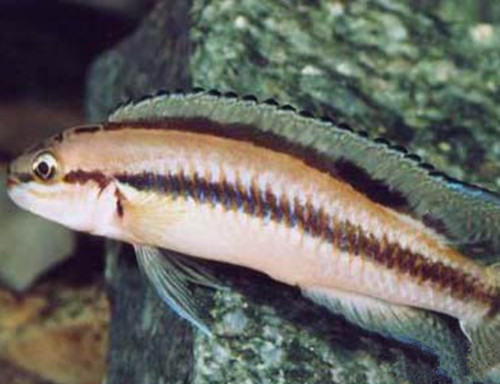 白玉凤凰的喂食要点 白玉凤凰的喂食要点