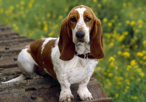 怎么对待狗狗分离焦虑症 怎么对待狗狗分离焦虑症