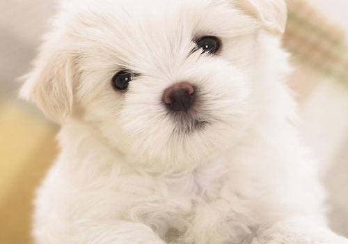 如何预防犬牙周炎